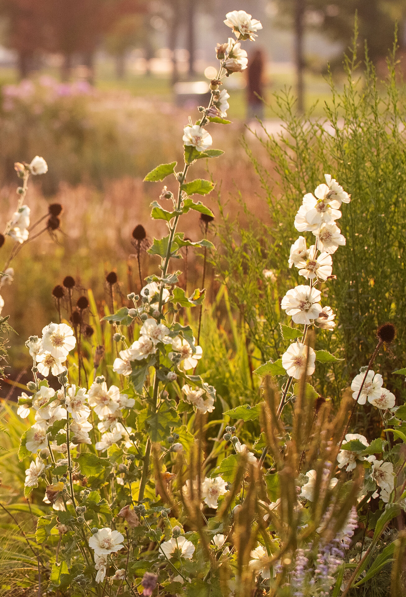 Park Allee Hollyhock
